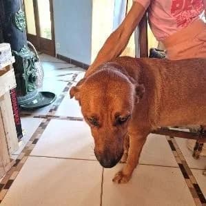GANESH, female 5yo Labrador Retriever for adoption at Tier-Not-Hilfe