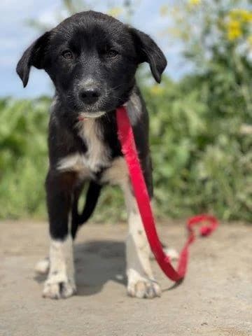 AGATA, female young Mixed Breed for adoption at Tier-Not-Hilfe