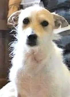 FOXI, male 4yo Mixed Breed for adoption at Tier-Not-Hilfe