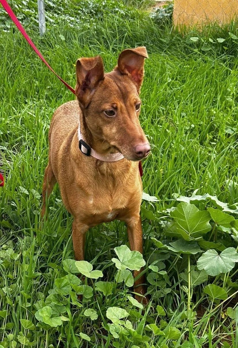 XERES, male young Galgo Español for adoption at Tier-Not-Hilfe