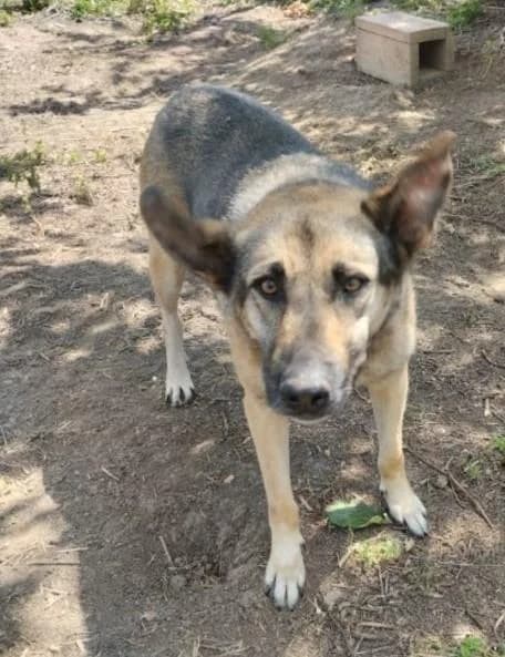 SONYA, female 6yo German Shepherd for adoption at Tier-Not-Hilfe