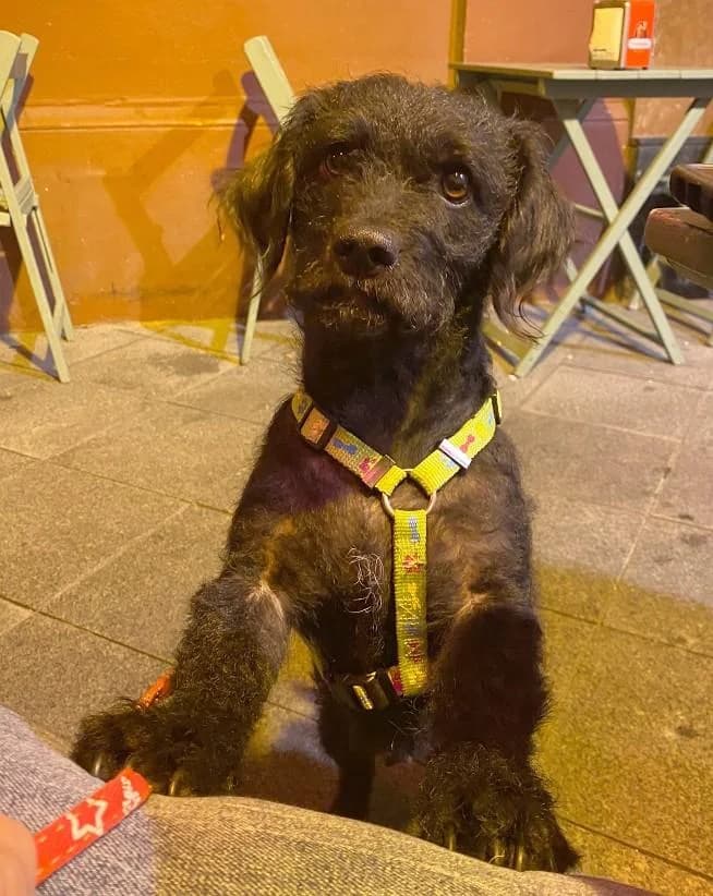 LINDA, female 5yo Mixed Breed for adoption at Tier-Not-Hilfe