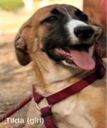 VIER, female 3yo Mixed Breed for adoption at Tier-Not-Hilfe
