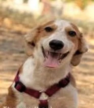 THOMAS & TILL, male 3yo Mixed Breed for adoption at Tier-Not-Hilfe