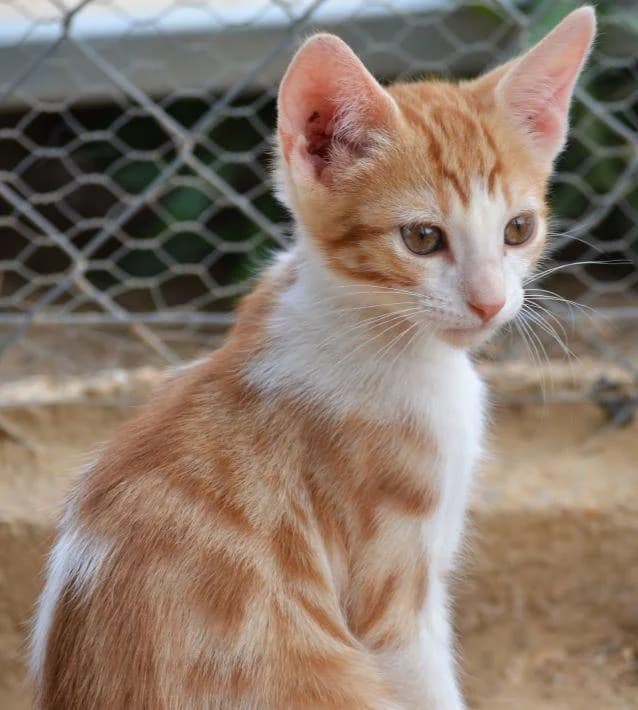 MARTIN wünscht sich eine Familie, female 3yo European Shorthair for adoption at Tier-Not-Hilfe