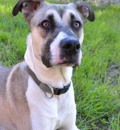 LIZZY, female senior German Shepherd for adoption at Tier-Not-Hilfe