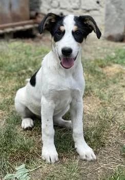 Hübsche, female 4yo Mixed Breed for adoption at Tier-Not-Hilfe