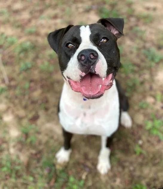 DURK & GAEL, male 6yo American Staffordshire Terrier for adoption at Tier-Not-Hilfe