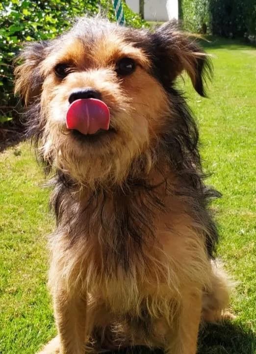 JACK, male 5yo Mixed Breed for adoption at Tier-Not-Hilfe
