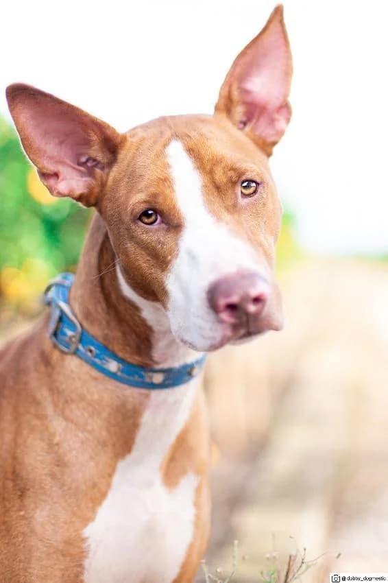 NARDO, male 6yo Podenco for adoption at Tier-Not-Hilfe