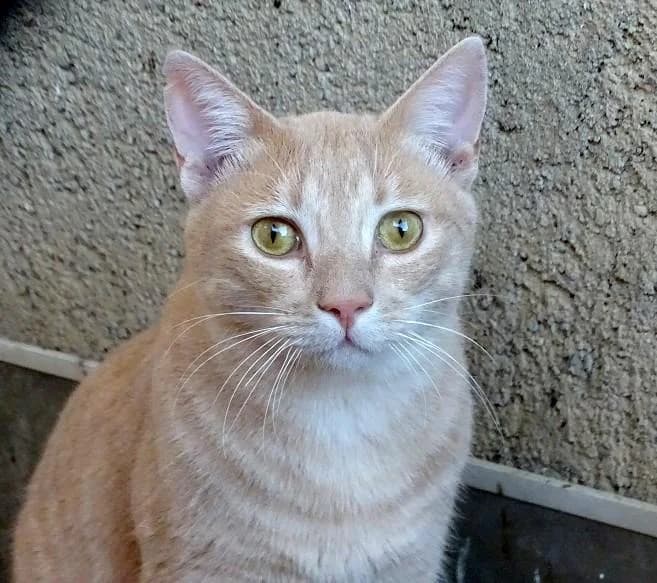 INDI & VICK, creme male 5yo European Shorthair for adoption at Tier-Not-Hilfe