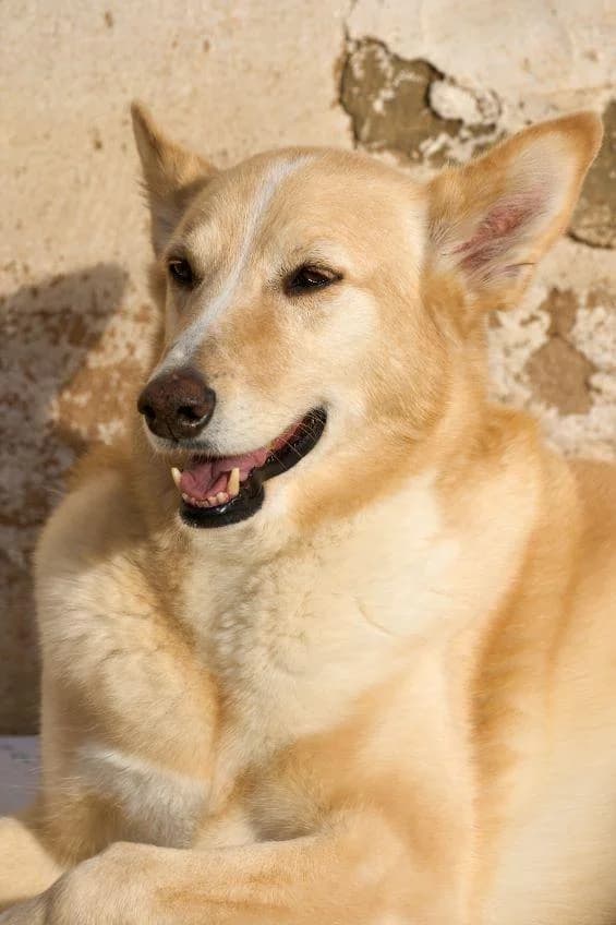 MAX, weiß male senior Mixed Breed for adoption at Tier-Not-Hilfe