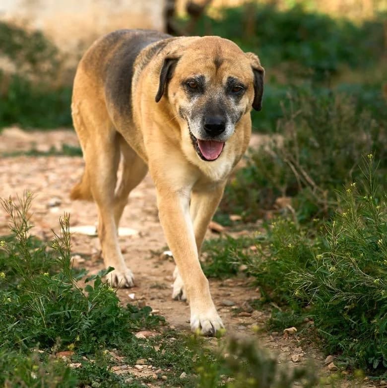 SANSON, male senior Mixed Breed for adoption at Tier-Not-Hilfe