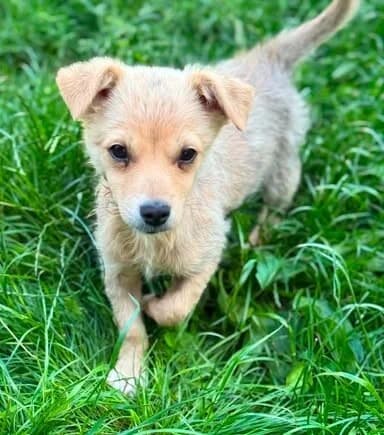 KESSI, female puppy Mixed Breed for adoption at Tier-Not-Hilfe