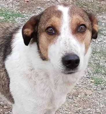 MONA, female 4yo Mixed Breed for adoption at Tier-Not-Hilfe