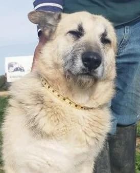 WILSON, male 5yo German Shepherd for adoption at Tier-Not-Hilfe