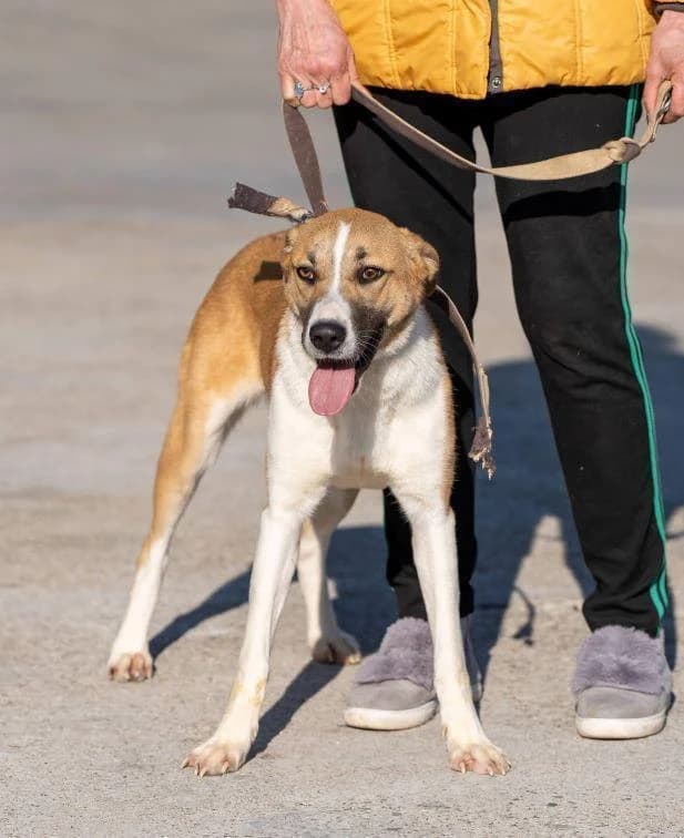 Verzweifelte Einzelkämpferin in, female young Mixed Breed for adoption at Tier-Not-Hilfe