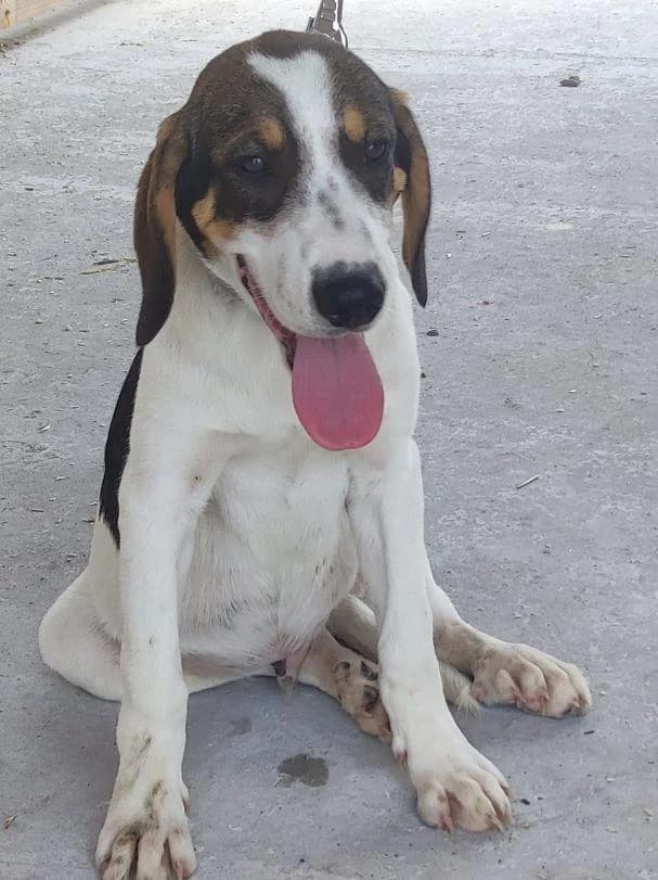 ROMERO, male 3yo Mixed Breed for adoption at Tier-Not-Hilfe