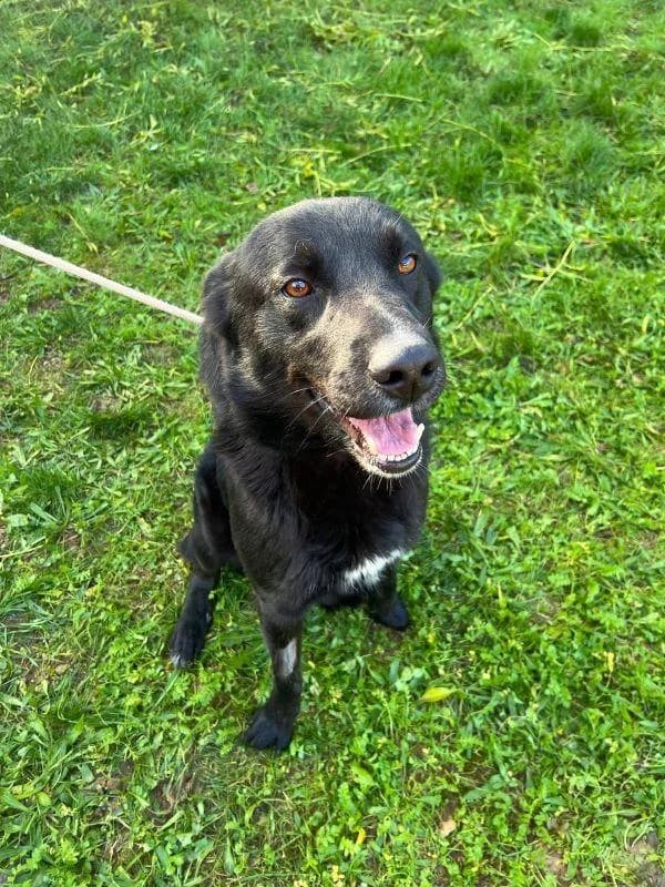 ONYX, golden male 5yo Labrador Retriever for adoption at Tier-Not-Hilfe