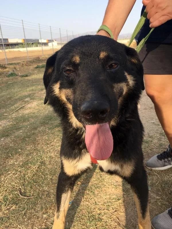 JOEY, male senior Mixed Breed for adoption at Tier-Not-Hilfe