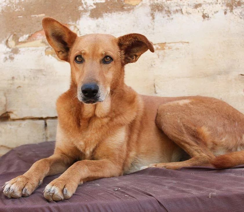 MAMI, female senior mixed breed for adoption at Tier-Not-Hilfe