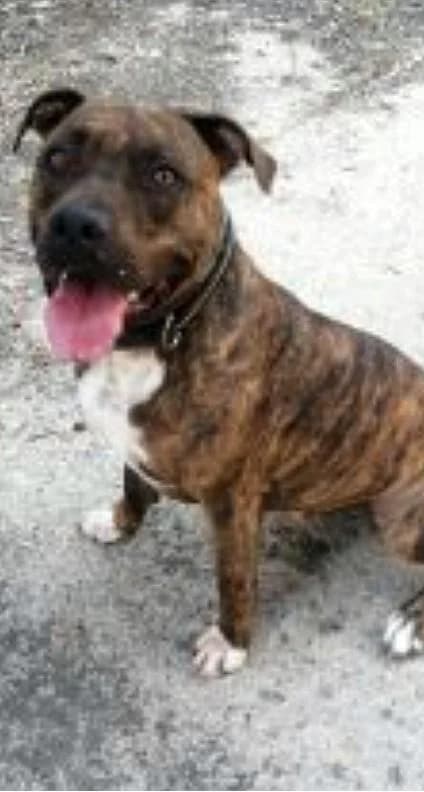 LANDER, male 5yo American Staffordshire Terrier for adoption at Tier-Not-Hilfe