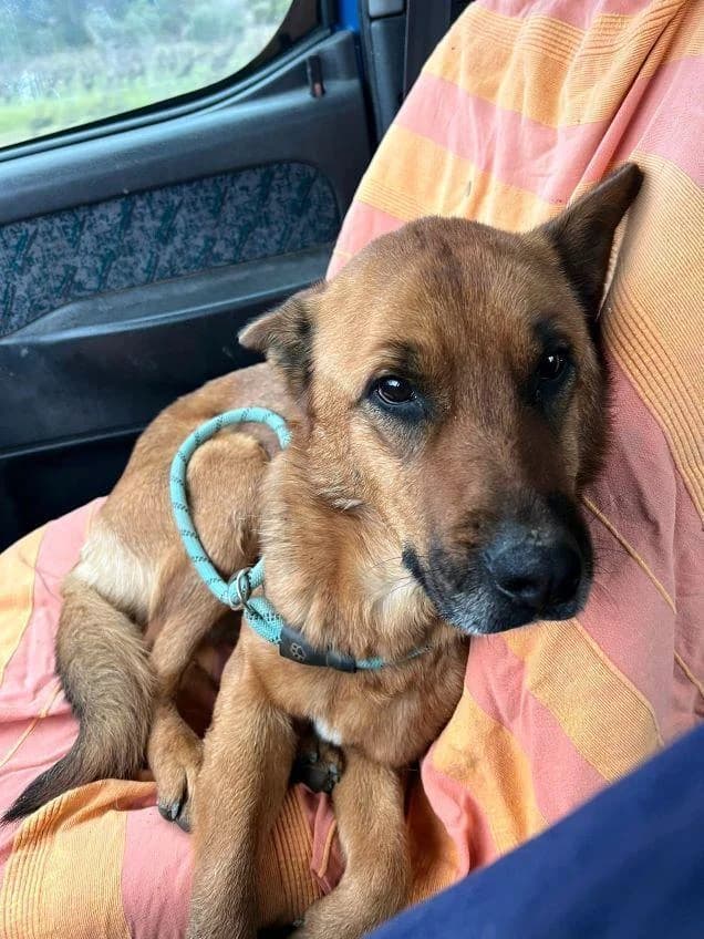 VAIANA, female 4yo German Shepherd for adoption at Tier-Not-Hilfe