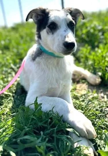 Welpenbub, male young Mixed Breed for adoption at Tier-Not-Hilfe