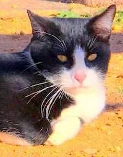 PRINZIPE, schwarz male senior European Shorthair for adoption at Tier-Not-Hilfe