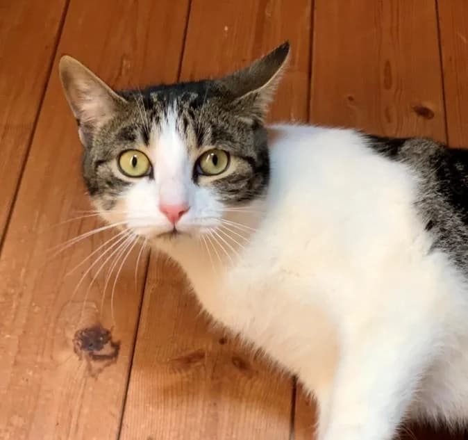 KILLIAM, male 5yo European Shorthair for adoption at Tier-Not-Hilfe