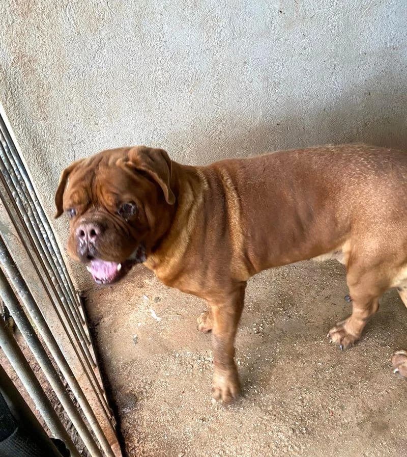 LÉON, male senior mixed breed for adoption at Tier-Not-Hilfe