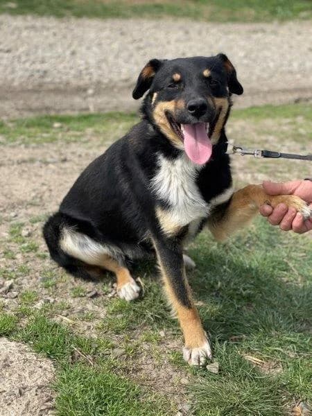 MAREK, male 5yo Mixed Breed for adoption at Tier-Not-Hilfe