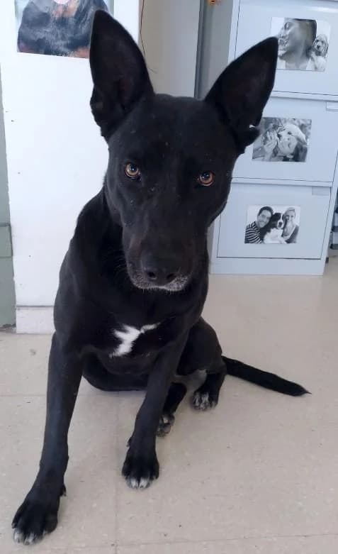 ALMA, female 7yo Mixed Breed for adoption at Tier-Not-Hilfe