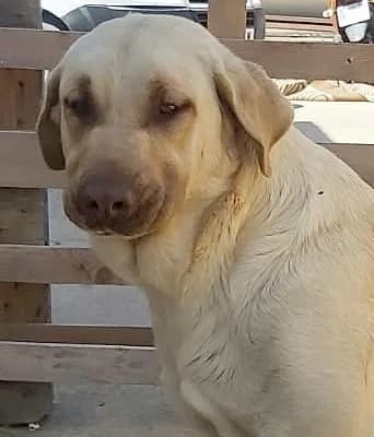 VALERIA, female 5yo Labrador Retriever for adoption at Tier-Not-Hilfe
