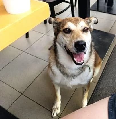 Dankbare, female 5yo Mixed Breed for adoption at Tier-Not-Hilfe
