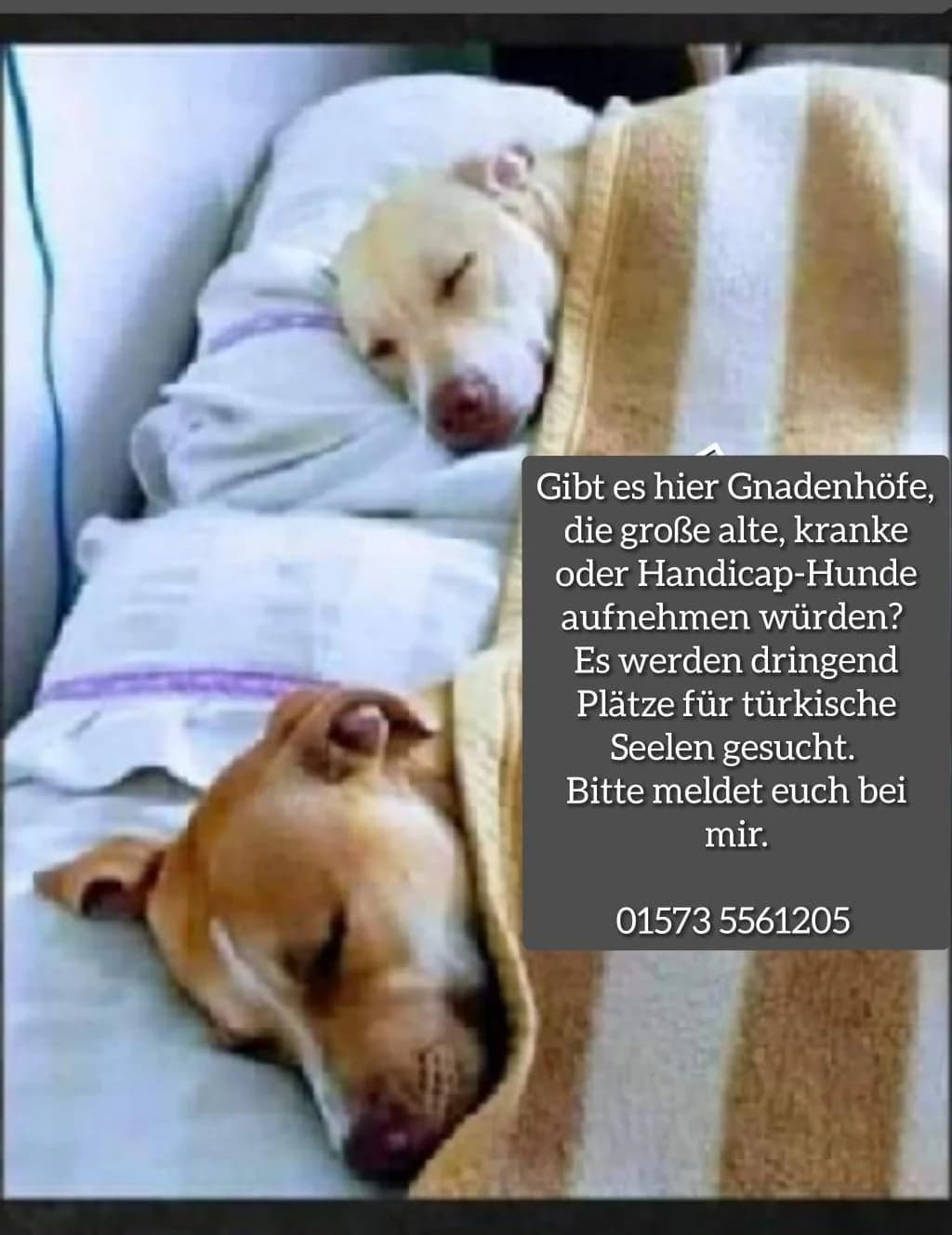 Dringend, female young Mixed Breed for adoption at Tier-Not-Hilfe