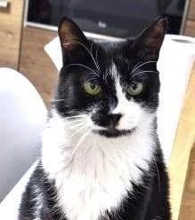BABETTE, female senior European Shorthair for adoption at Tier-Not-Hilfe