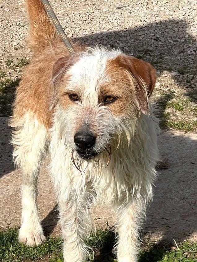 LACHO, male 5yo mixed breed for adoption at Tier-Not-Hilfe