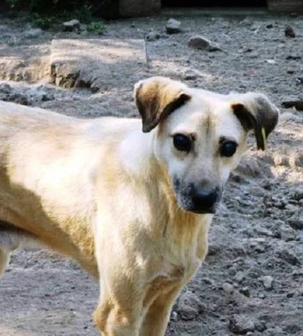 LAURIN, male senior Mixed Breed for adoption at Tier-Not-Hilfe
