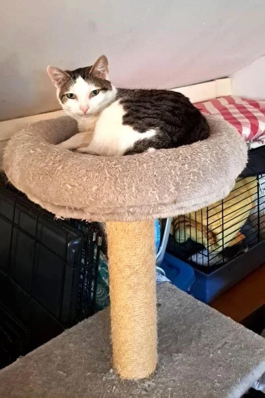 Liebe Farah, female young European Shorthair for adoption at Tier-Not-Hilfe