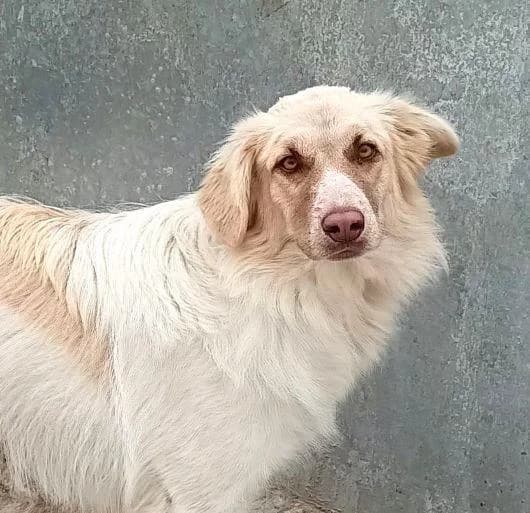 BETSY, female young Mixed Breed for adoption at Tier-Not-Hilfe