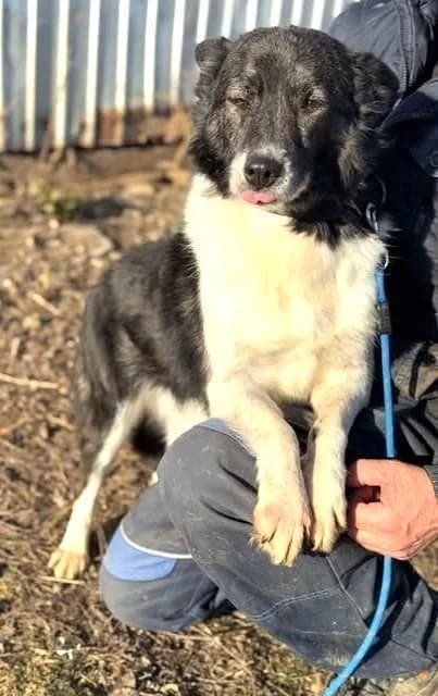 HELENE, female senior Mixed Breed for adoption at Tier-Not-Hilfe