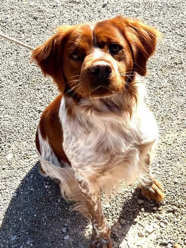 PUMBA, male 6yo mixed breed for adoption at Tier-Not-Hilfe