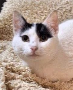 Katzendame, female 3yo European Shorthair for adoption at Tier-Not-Hilfe