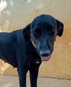MERCY, female 5yo Mixed Breed for adoption at Tier-Not-Hilfe