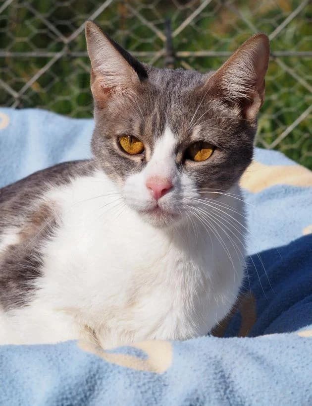 WENDY, female 4yo European Shorthair for adoption at Tier-Not-Hilfe