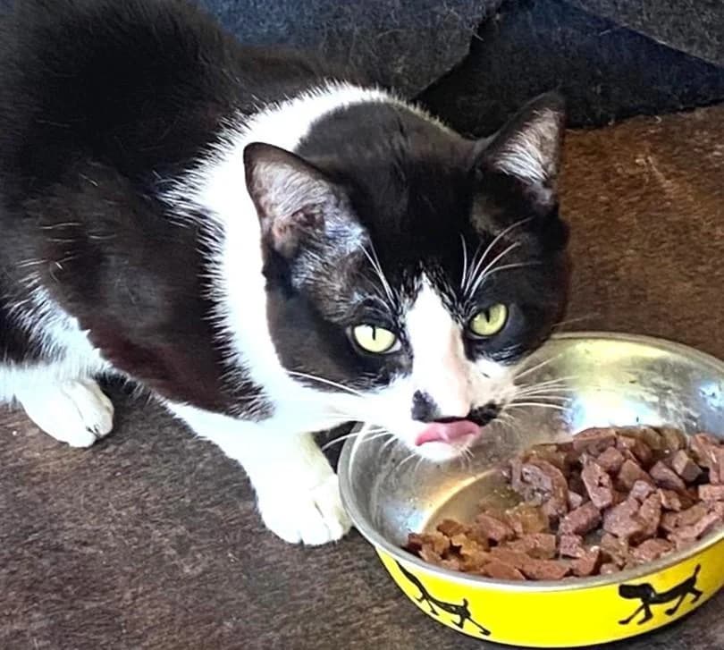 VIER, schwarz female 4yo European Shorthair for adoption at Tier-Not-Hilfe