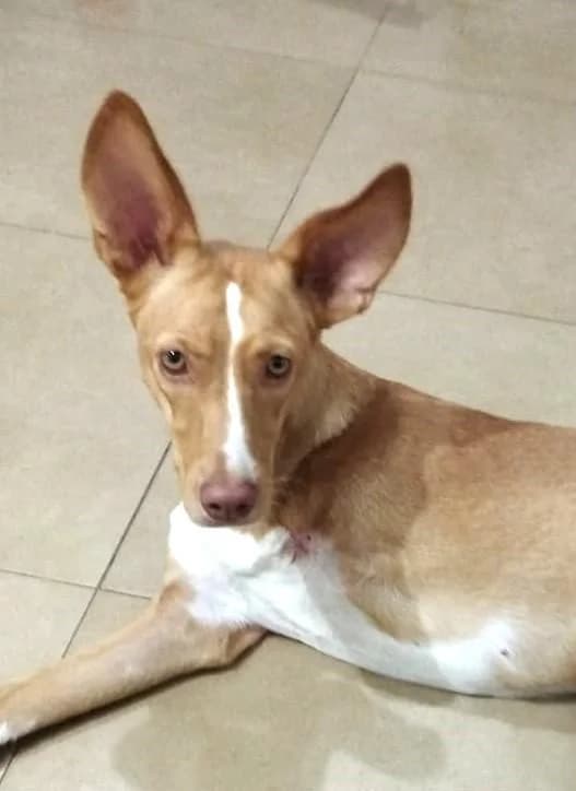 TICHEL, female 5yo mixed breed for adoption at Tier-Not-Hilfe