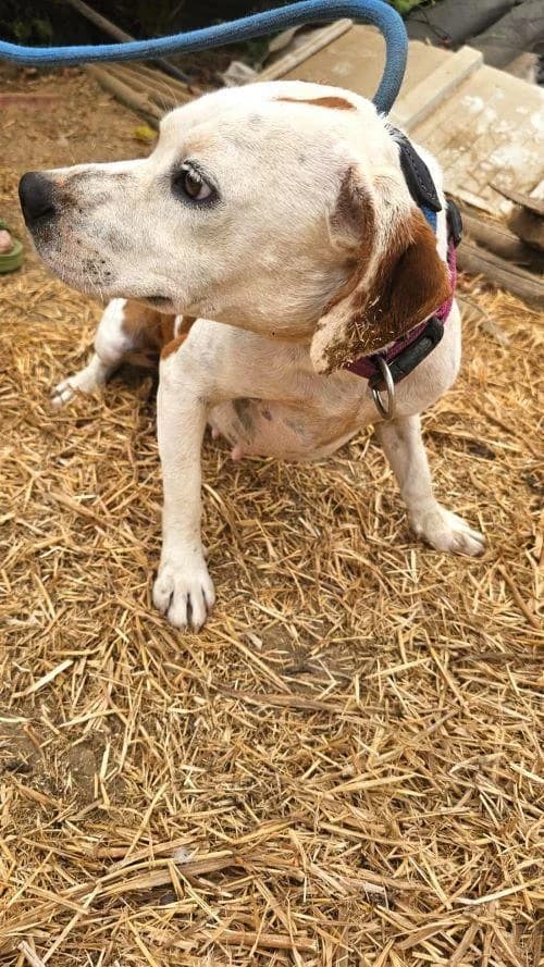 COQUETA, female young Mixed Breed for adoption at Tier-Not-Hilfe