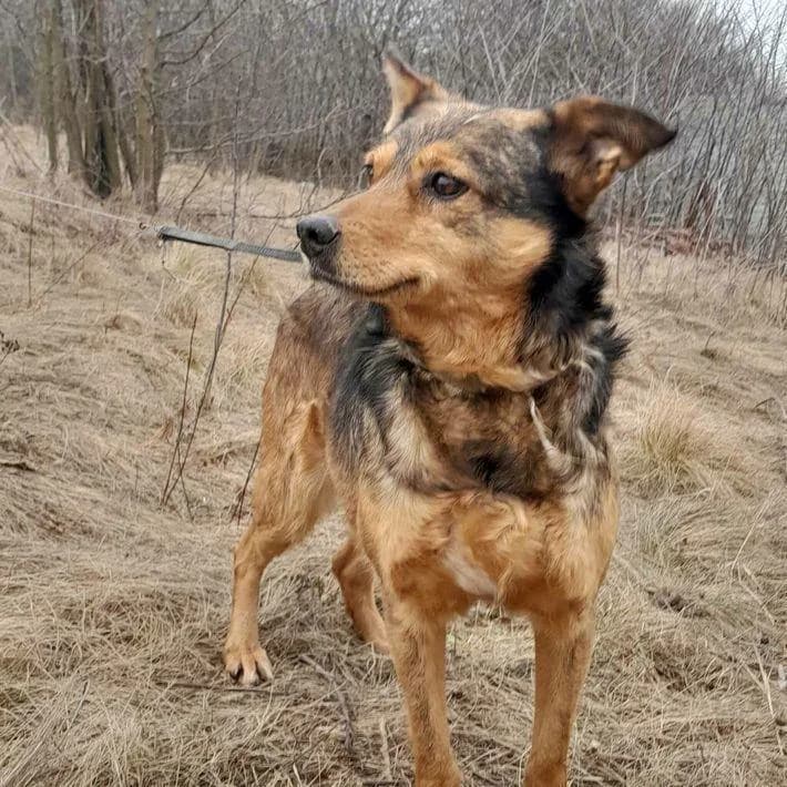 MUCHACHA, Mixed Breed (Tier-Not-Hilfe)